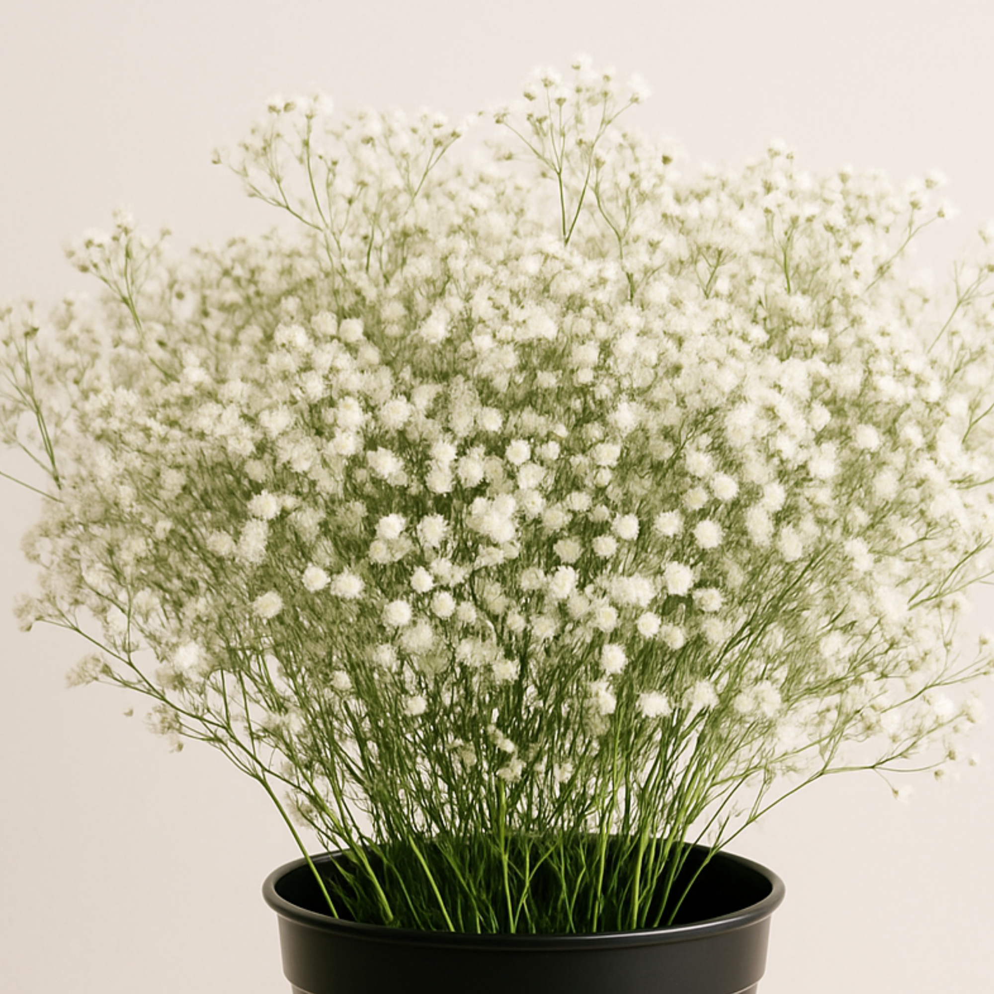 Baby's Breath - Gypsophila