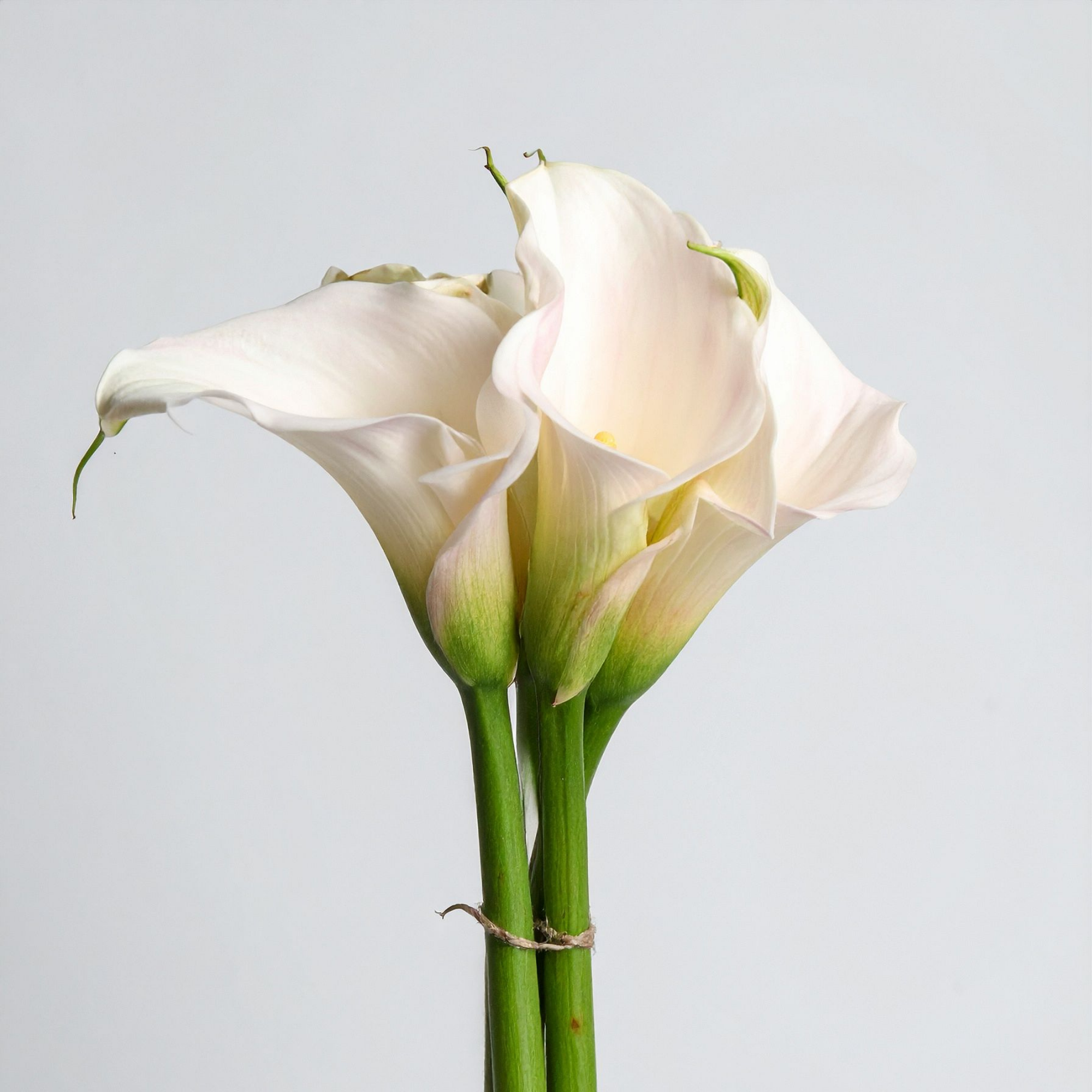 Calla Lily