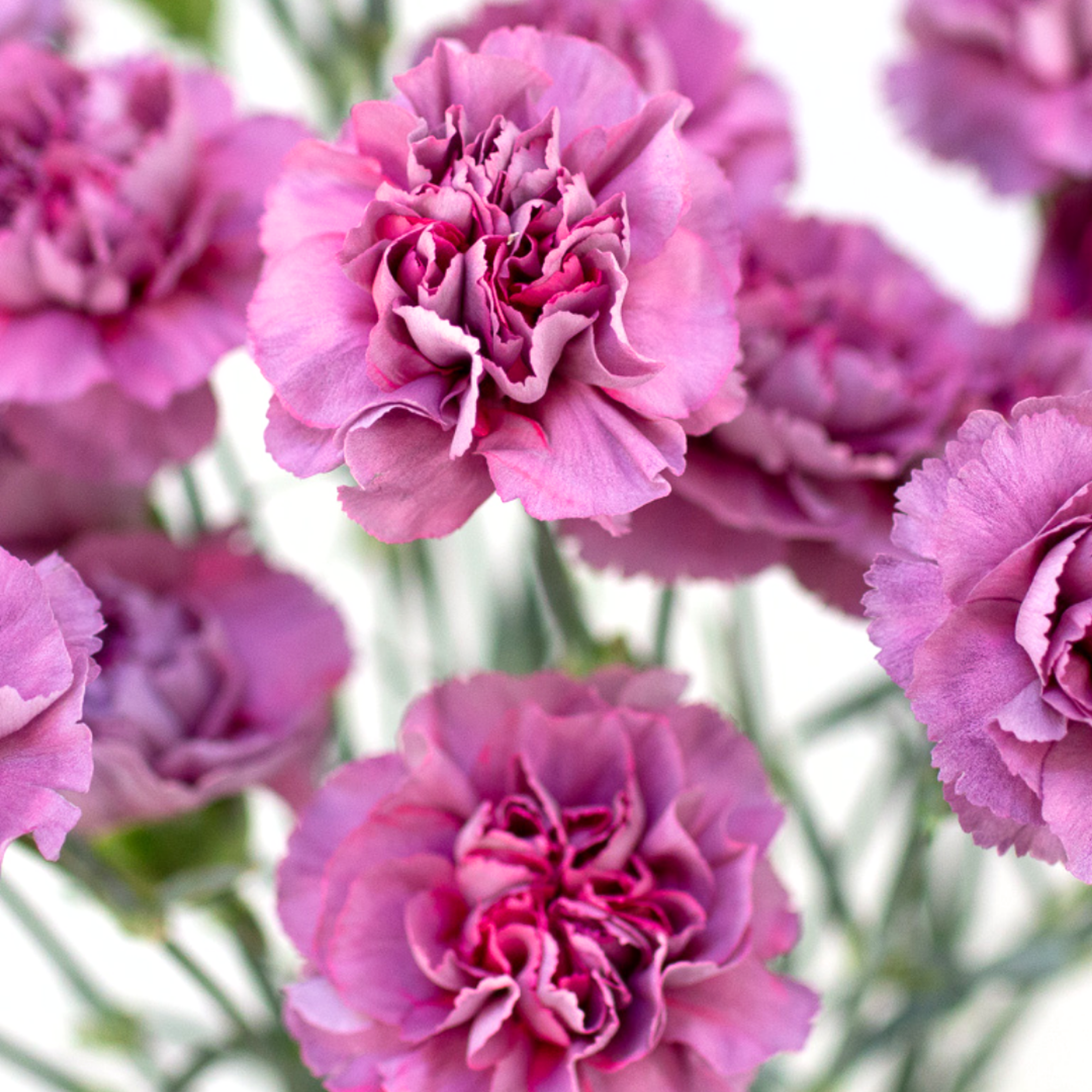 Carnations