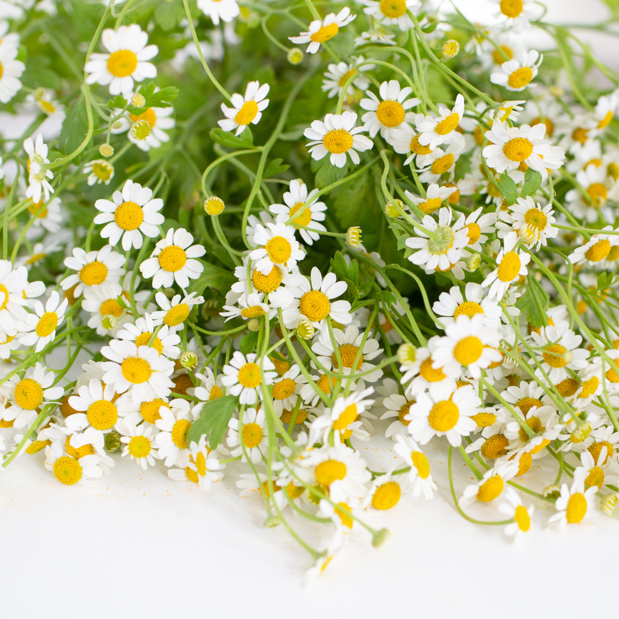 Chamomile