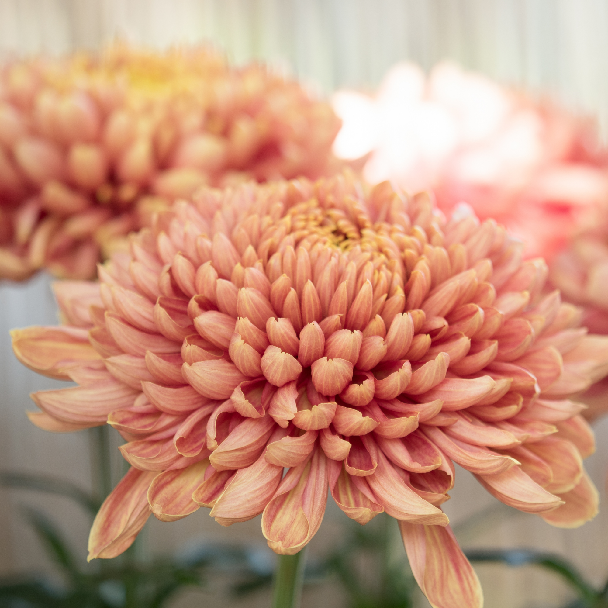 Chrysanthemum