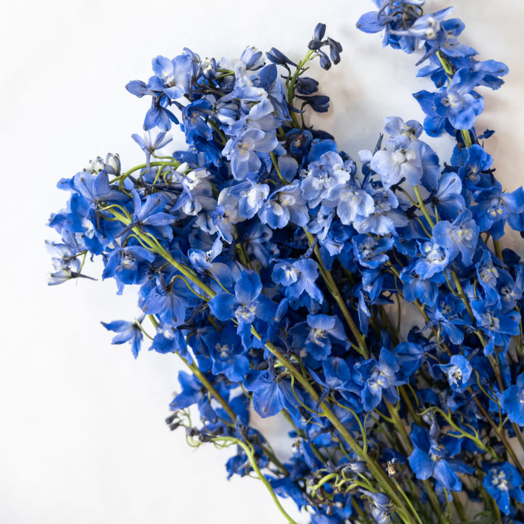 Delphinium