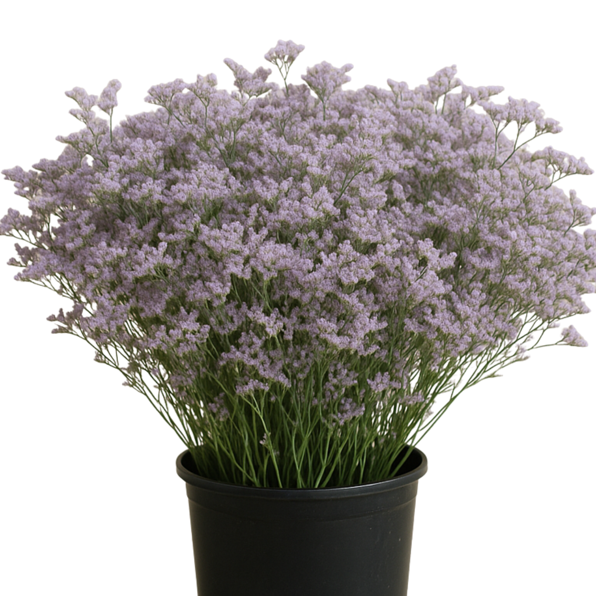 Limonium