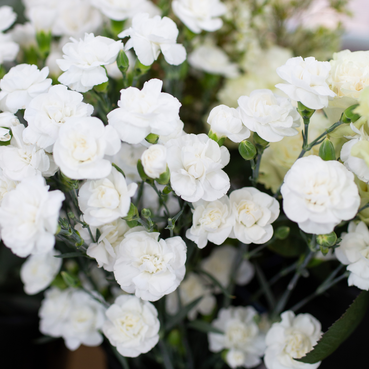 Mini Carnation Roses Bulk Mini Carnations for DIY Weddings - Bloom Culture Flowers