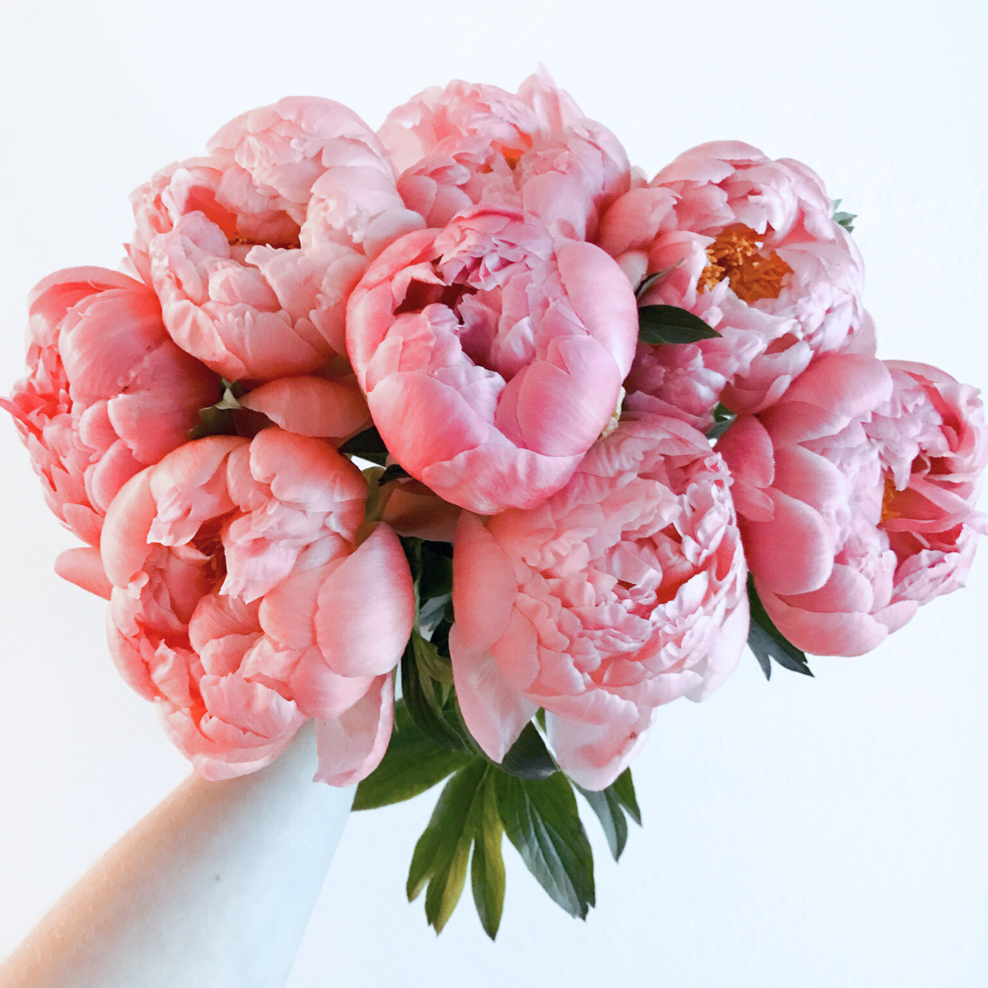 Peonies