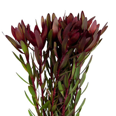 Safari Sunset - Leucadendron