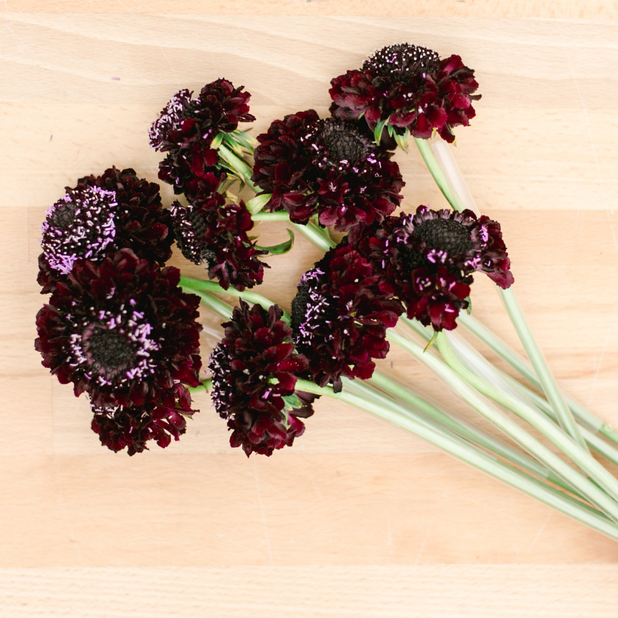 Scabiosa