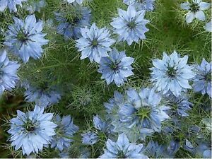 Nigella