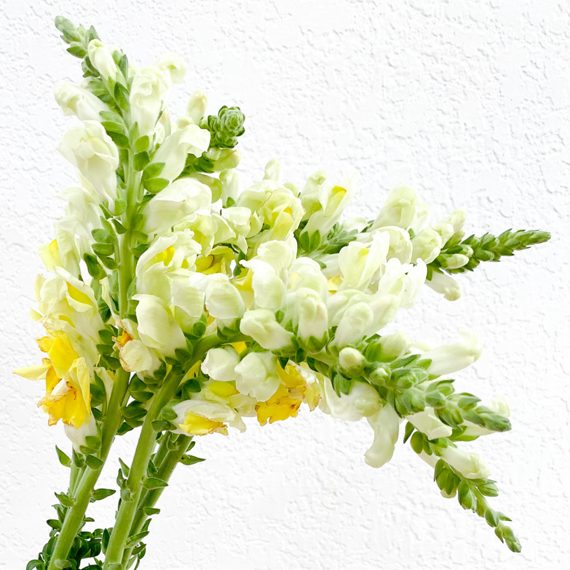 Snapdragons