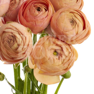 Ranunculus - Coral/Peach 