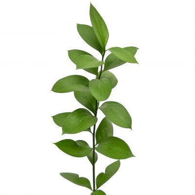 Israeli Ruscus 