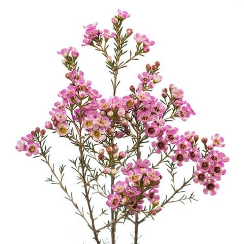 Bulk Wax Flower for DIY Weddings & Events - Bloom Culture Flowers