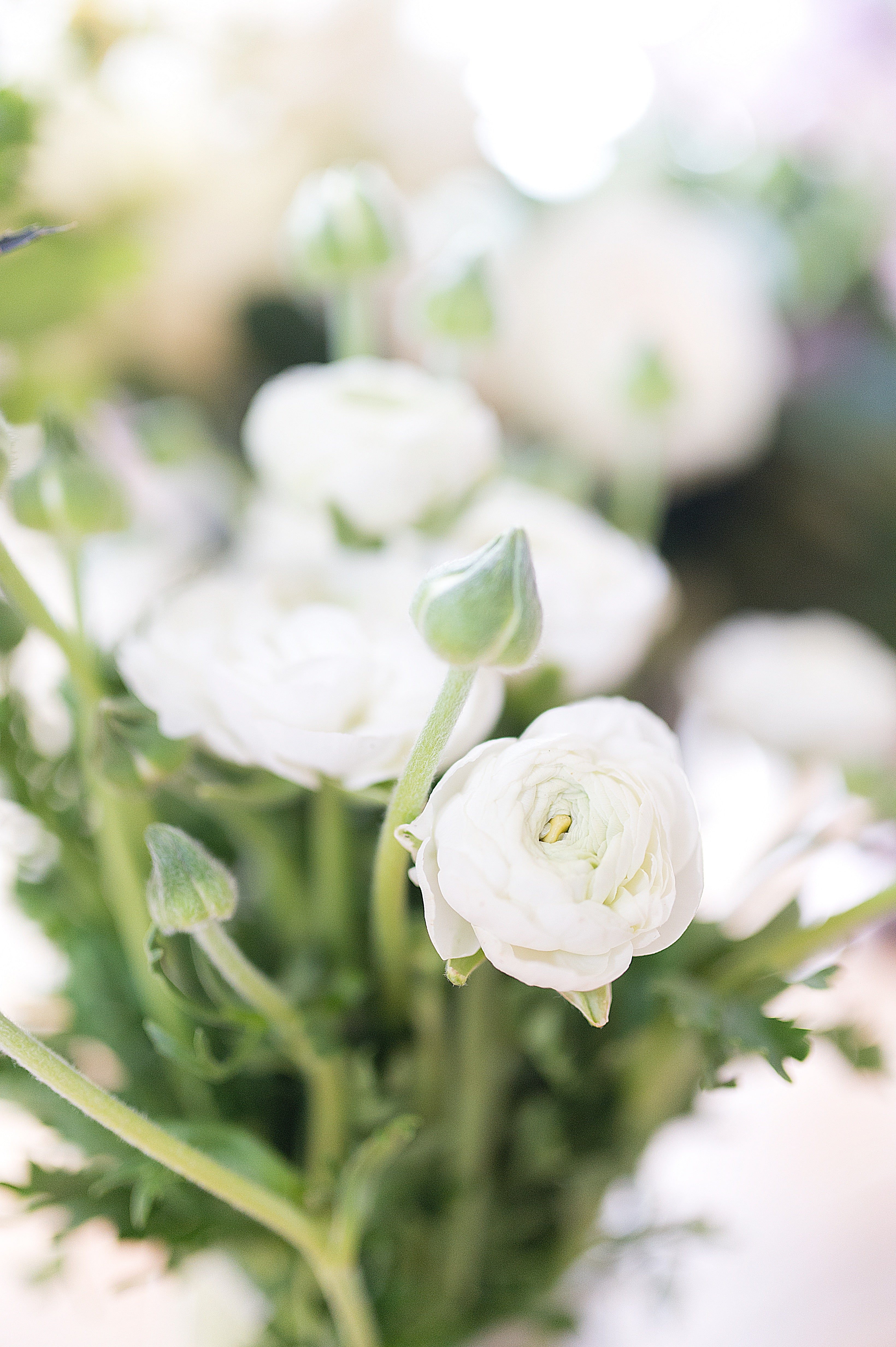 Ranunculus - White 