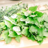 The Greenery Collection - Small