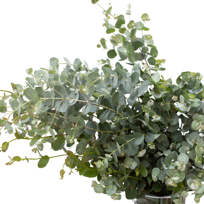 Eucalyptus - Gunni