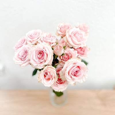 Spray Rose - Light pink/Blush