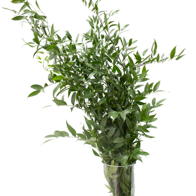 Italian Ruscus 