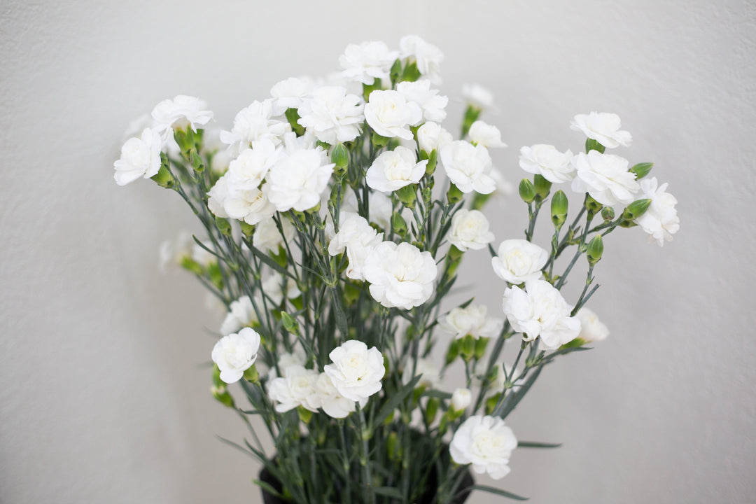 Mini Carnations White Bloom Culture Flowers