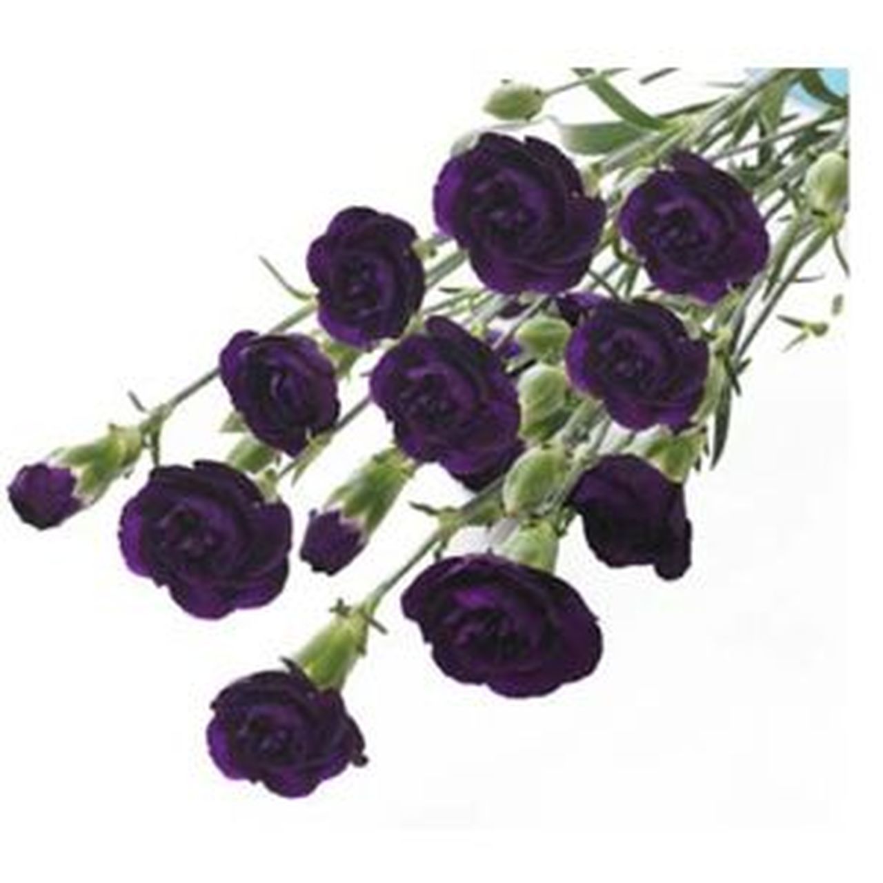 Mini Carnation - Dark Purple/Moonvelvet