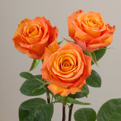 Rose - Orange