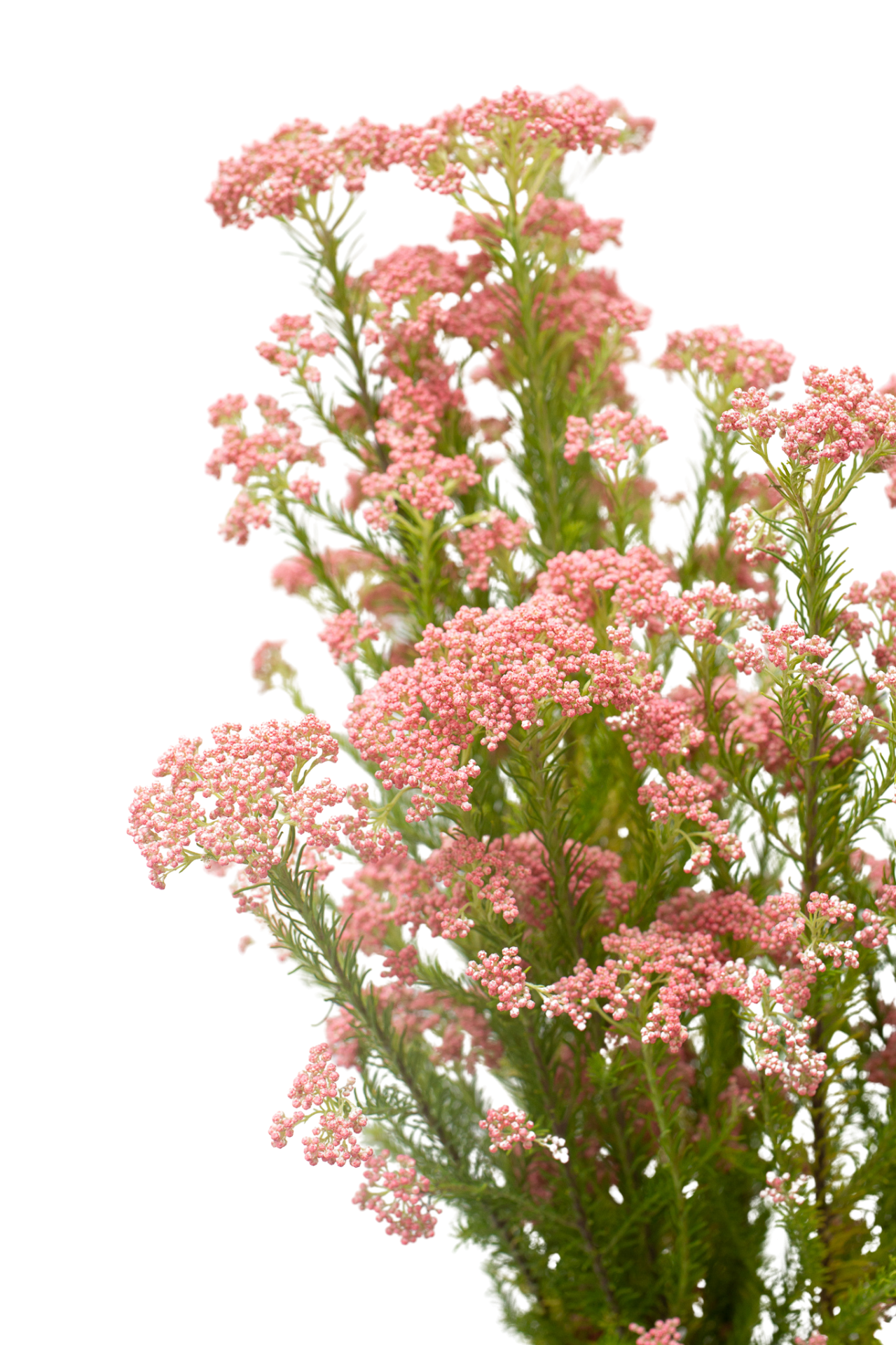Rice Flower - Light Pink 