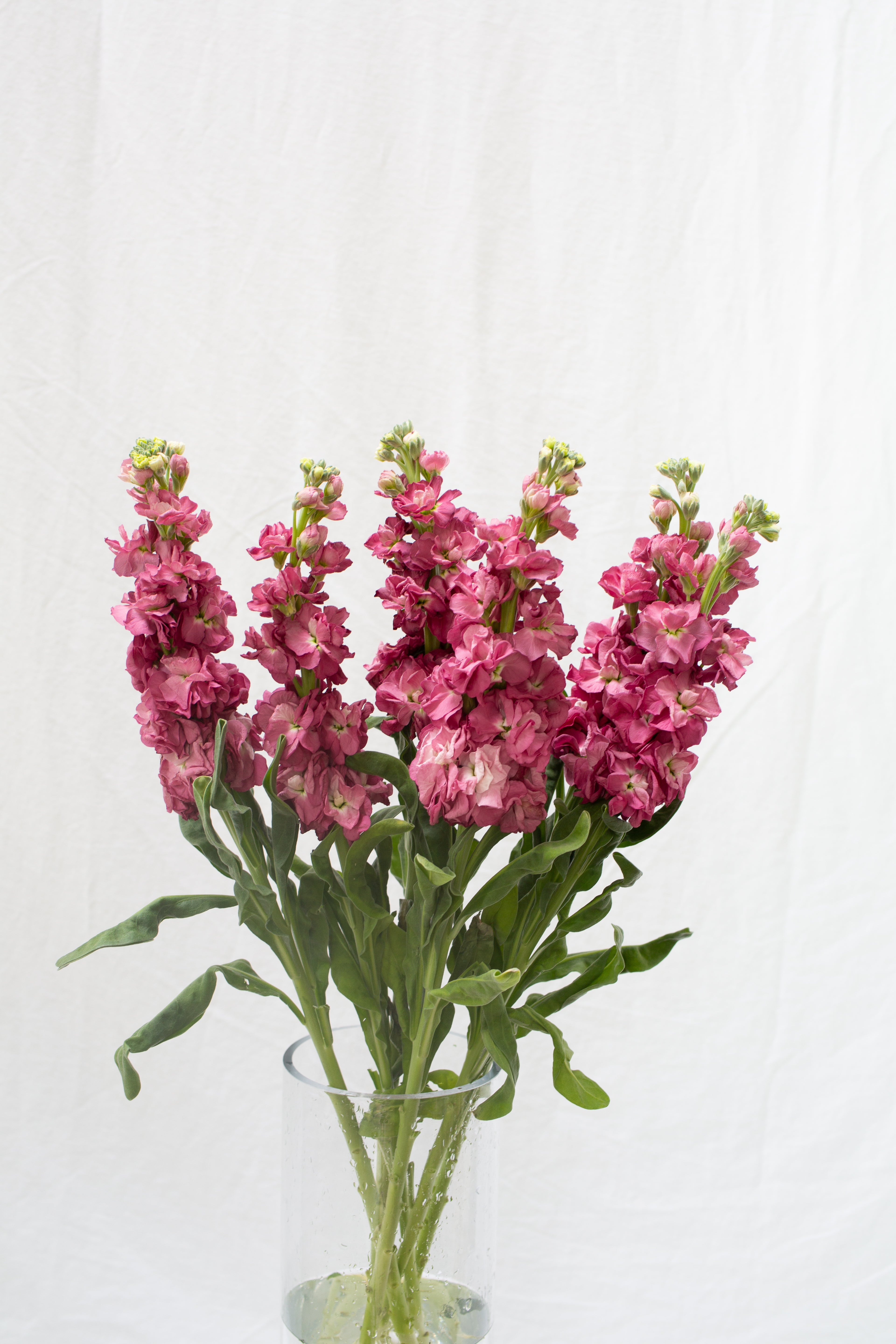 Pink Stock Flower Bouquet