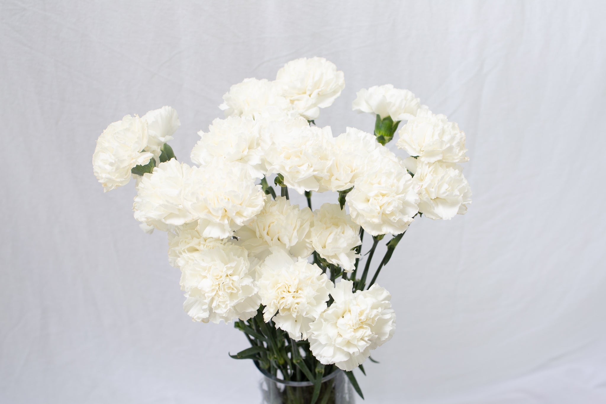 Carnation - White 