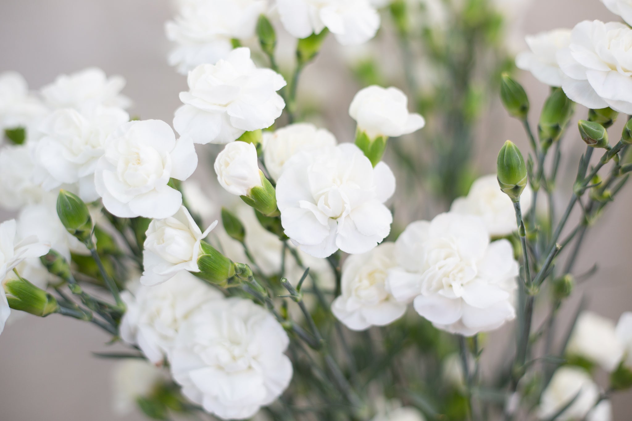 Mini Carnations - White 