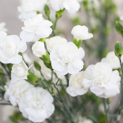 Mini Carnations - White 