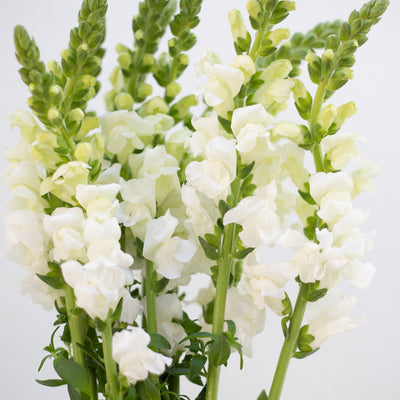 Snapdragon - White 