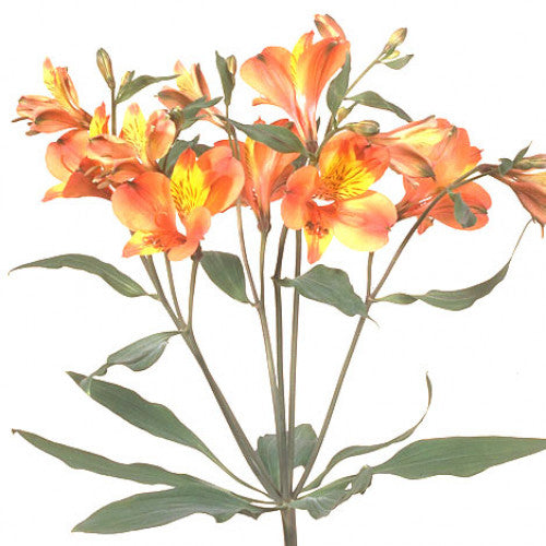 Alstroemeria - Orange