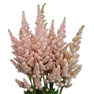 Astilbe - Light Pink 