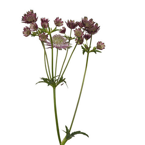 Astrantia - Burgundy – Bloom Culture Flowers