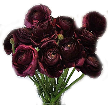 Plum Rannuculus Bulk Wine Plum Ranunculus for DIY Weddings - Bloom Culture Flowers