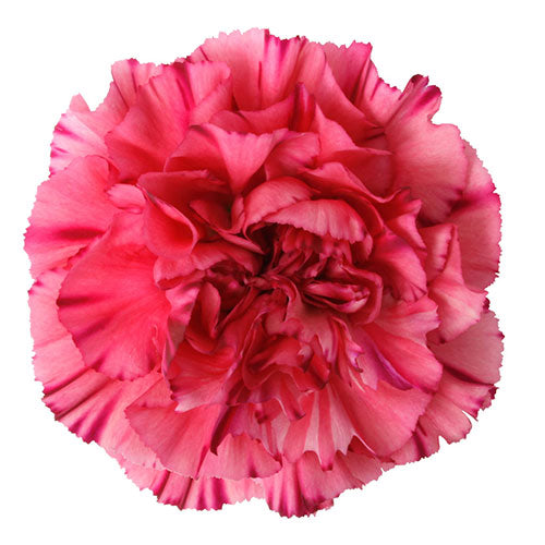 Carnation - Bernard Dark Pink 
