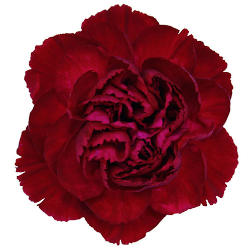 Carnation - Burgundy 