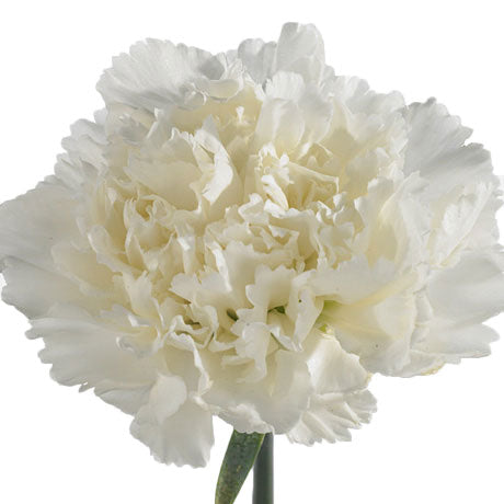 Carnation - White 