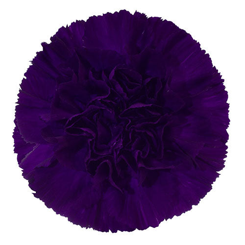 Carnation - Dark Purple/Moonvista