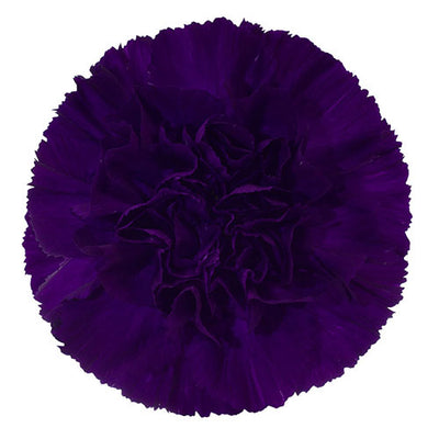 Carnation - Dark Purple/Moonvista