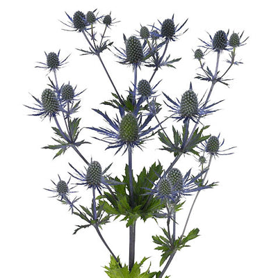 Eryngium(Thistle)