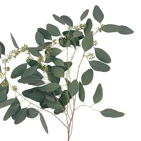 Eucalyptus - Seeded
