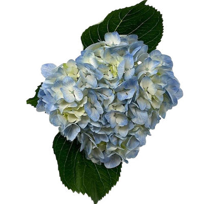 Hydrangea - Light Blue