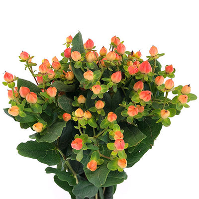 Hypericum Berry - Coral/Orange