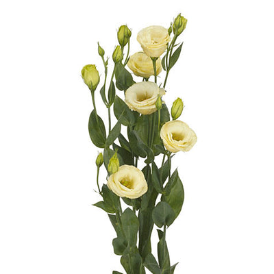 Lisianthus - Cream