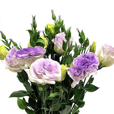 Lisianthus - Lavender