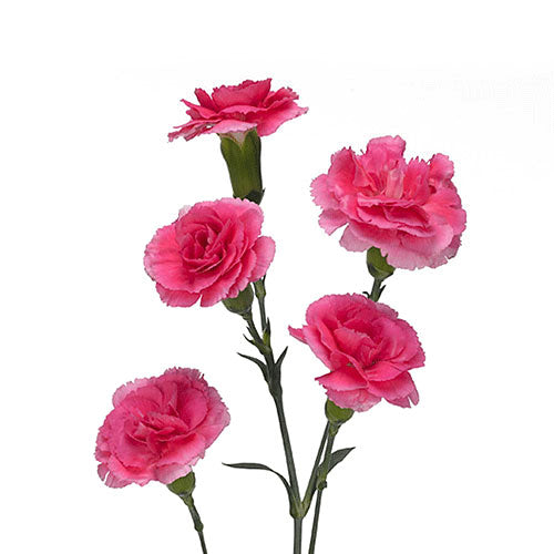 Mini Carnation - Hot Pink