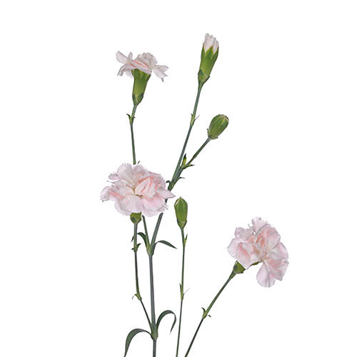 Mini Carnation - Light Pink 