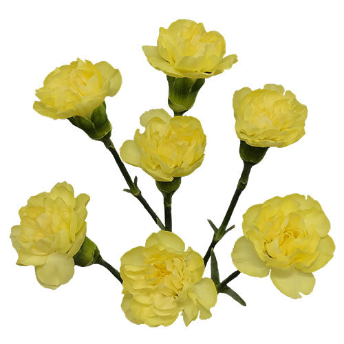 Mini Carnation - Yellow