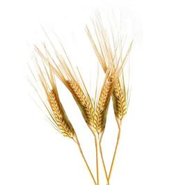 Wheat - Natural 