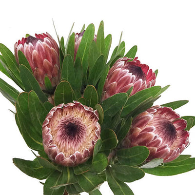 Protea - Pink Ice